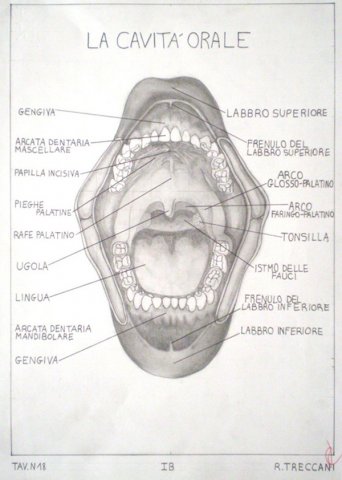 Disegni anatomici