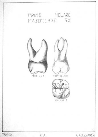 Concorso disegni anatomici '11