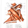 Disegni anatomici