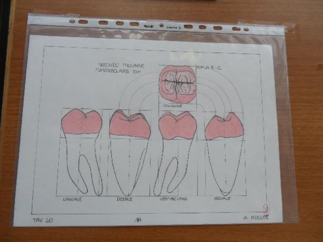 Disegni anatomici