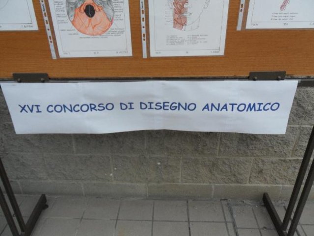 Disegni anatomici